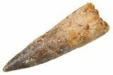Fossil Spinosaurus Tooth - Real Dinosaur Tooth #345933-1